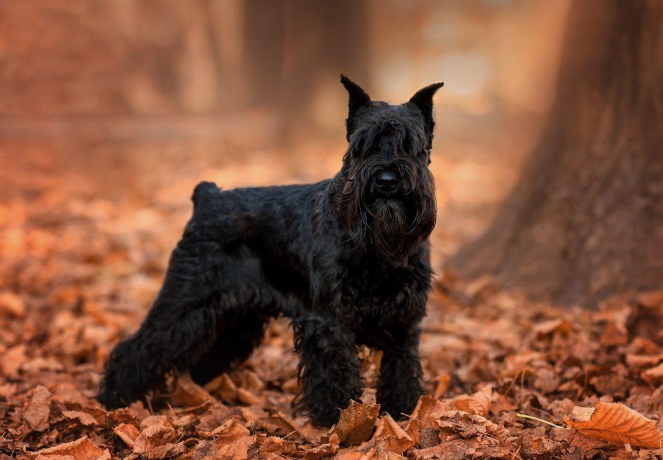 The Miniature Schnauzer is an example of a hypoallercinc dgo.