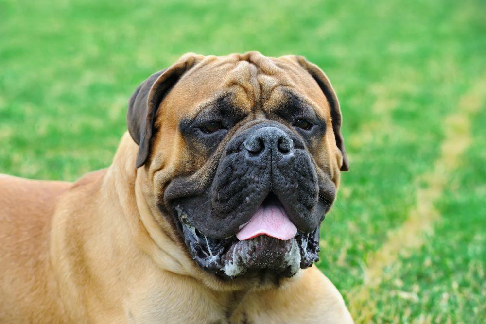 Molossus Dog 2 English Mastiff May Have a Molossus Ancestry.