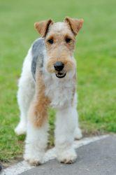 Fox Terrier dog