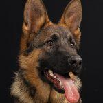 German shepherd dog portrait on black background