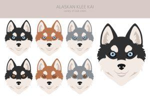 red alaskan klee kai and other colors