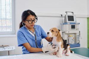von Willebrand's disease needs vet treatment