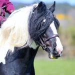 Piebald Pony