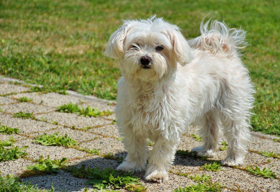Bichon 2 An example of a bichon dog is the Maltese.
