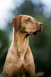 Vizsla: 5 Reasons Why It Is A Lovable Dog 5 Portrait of Vizla dog.
