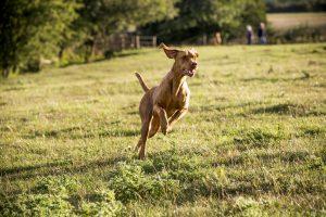 Portrait of Vizla dog running across a meadow.