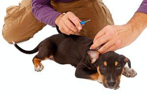 keep your new puppy from running away
