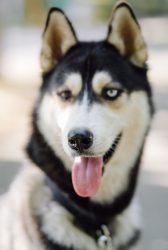 Siberian husky dog