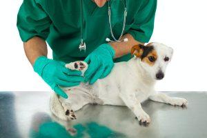Veterinarian examines dog hip dysplasia home treatment
