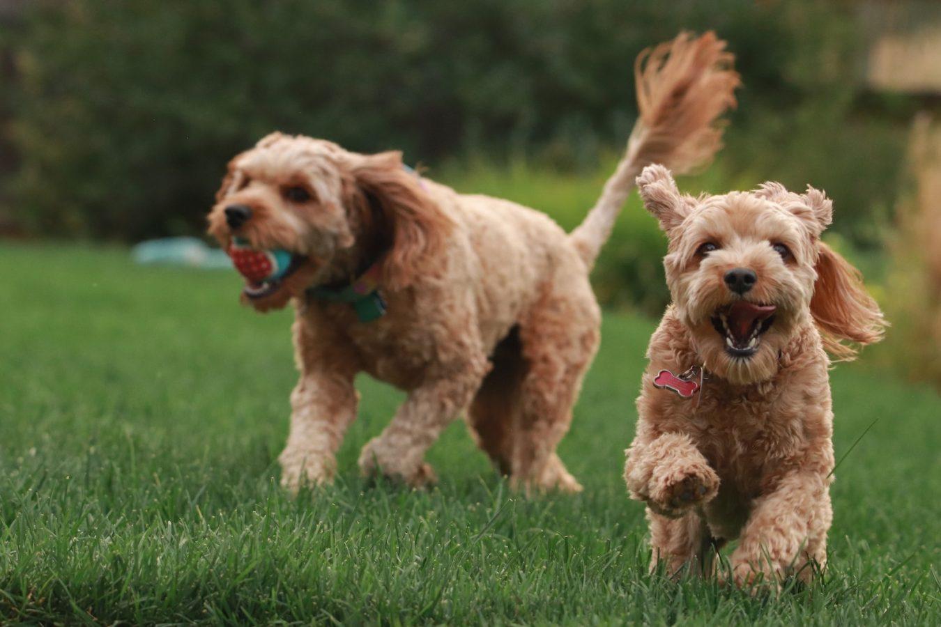 Goldendoodle
