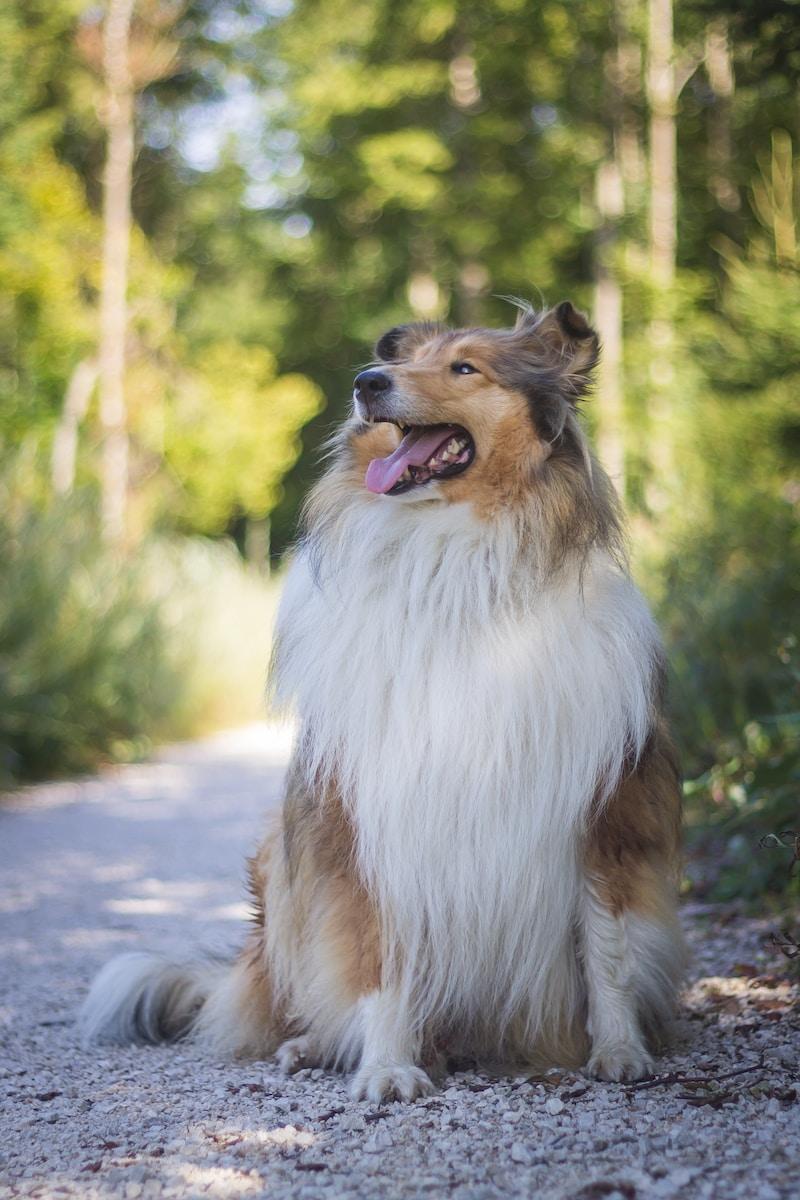 Collie