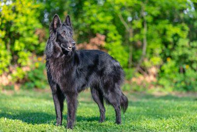 Belgian Sheepdog: Rich History in Belgian Farming 3 Belgian Sheepdog