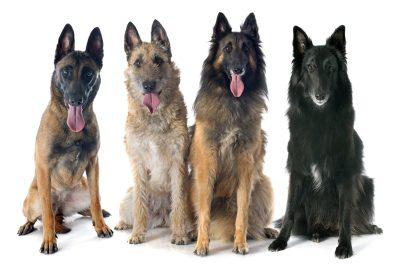 Belgian Sheepdog: Rich History in Belgian Farming 2 Belgian Shepherds