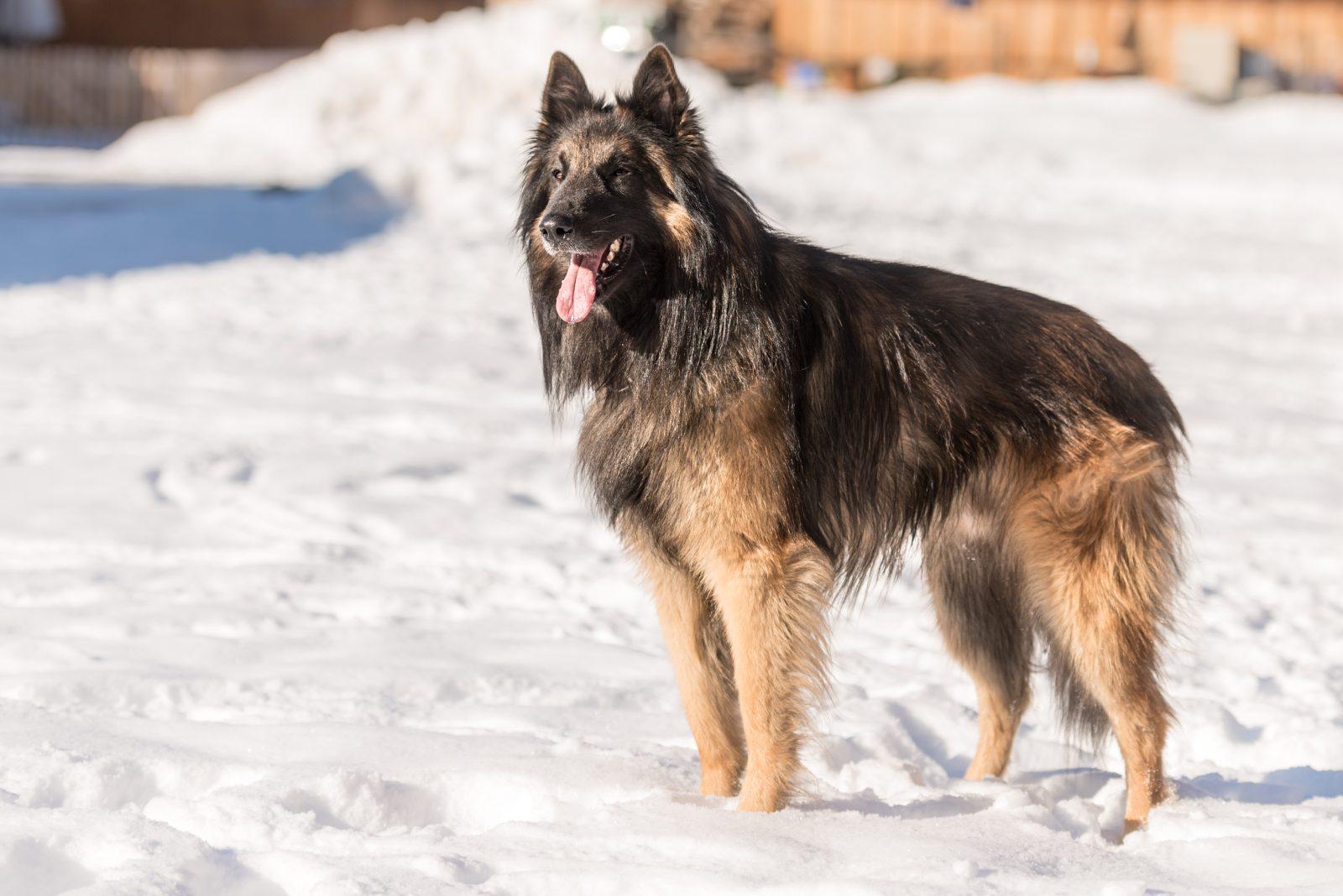 Belgian Tervuren