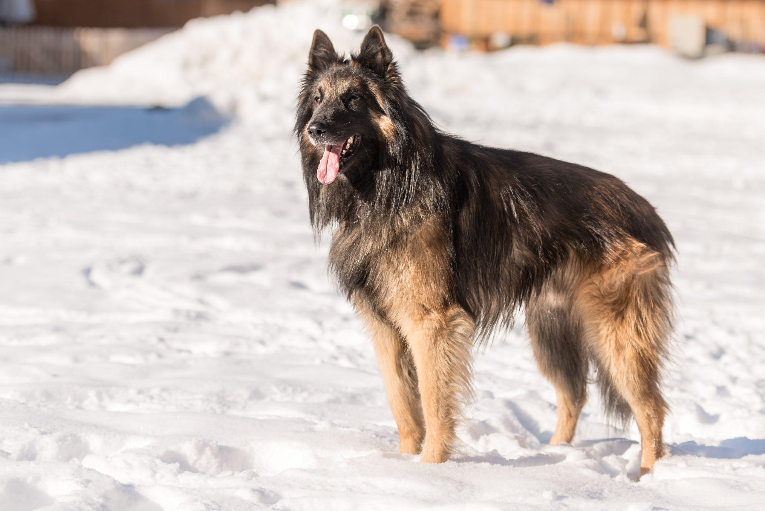 Belgian Tervuren