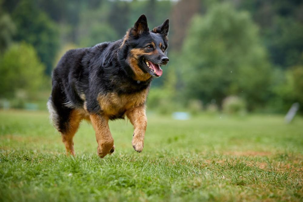 Bohemian Shepherd