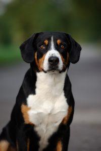 Entlebucher Mountain Dog: Loyal, Friendly, and Courageous 4 Entlebucher Mountain Dog