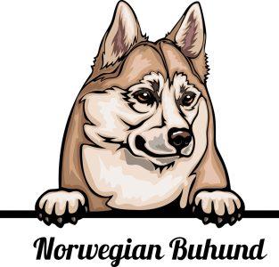 Norwegian Buhund