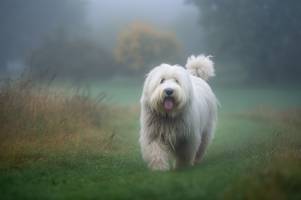 Old English Sheepdog  