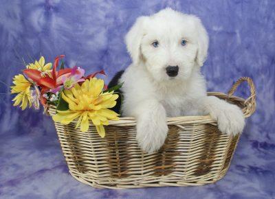 Old English Sheepdog Puppy