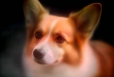 Pembroke Welsh Corgi 4 Pembroke Welsh Corgi
