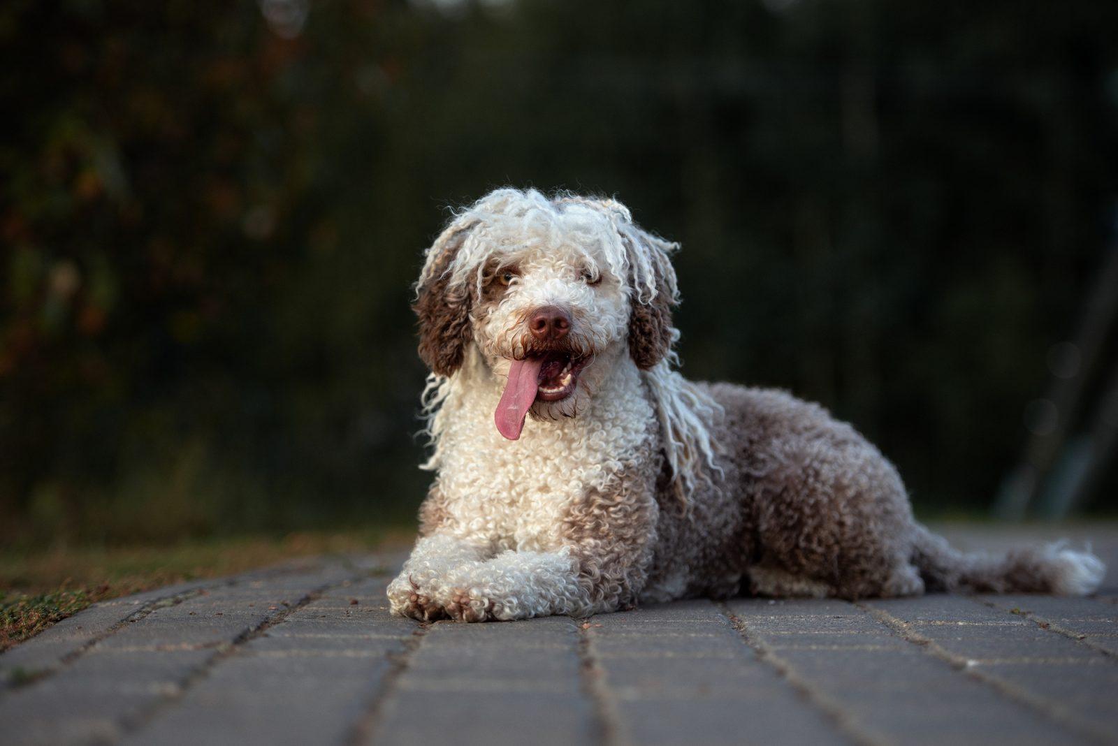 Spanish Water Dog: Uncommon but Exceptional 4 Spanish Water Dog