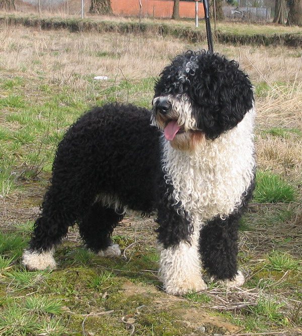 Herding Group Dogs 31 Spanish Water Dog