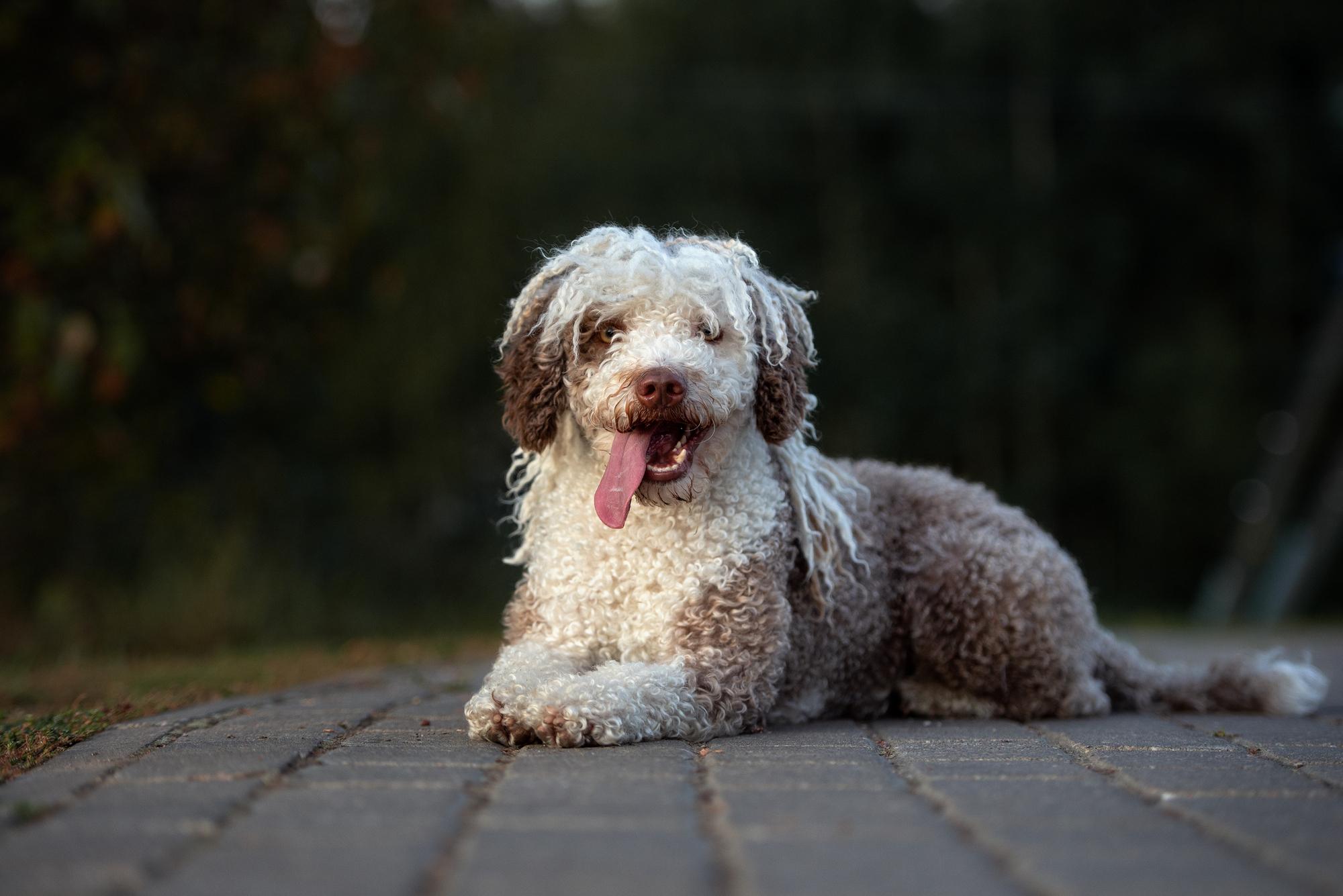 Spanish Water Dog