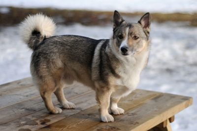 Swedish Valhund