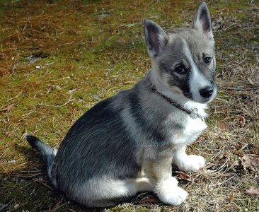 Swedish Valhund Puppy