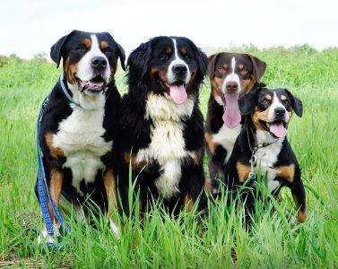Entlebucher Mountain Dog: Loyal, Friendly, and Courageous 3 Swiss Mountain Dogs