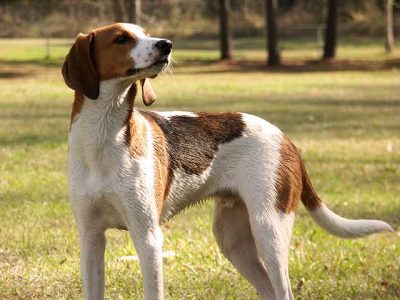 Treeing walker coonhound standing