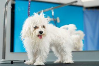 Bolognese: Playful Companion with a Fluffy White Coat 6 Bolognese Dog