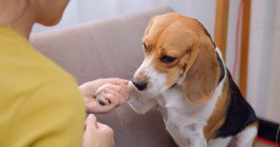 Scolding a Dog