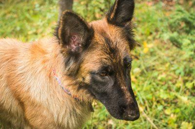 Belgian Tervuren