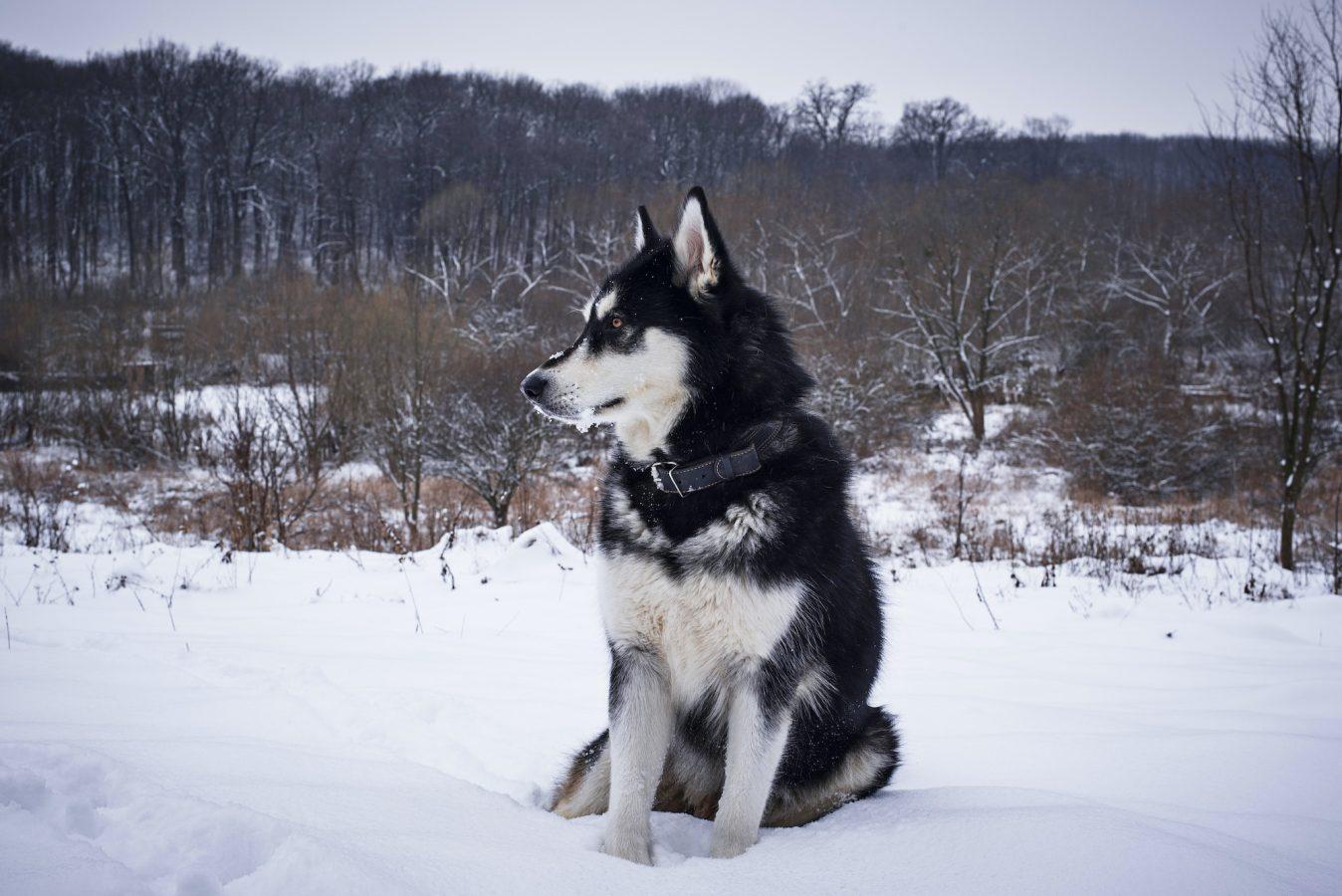Alaskan malamute in winter forest