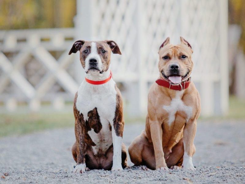 American Staffordshire terrier dog