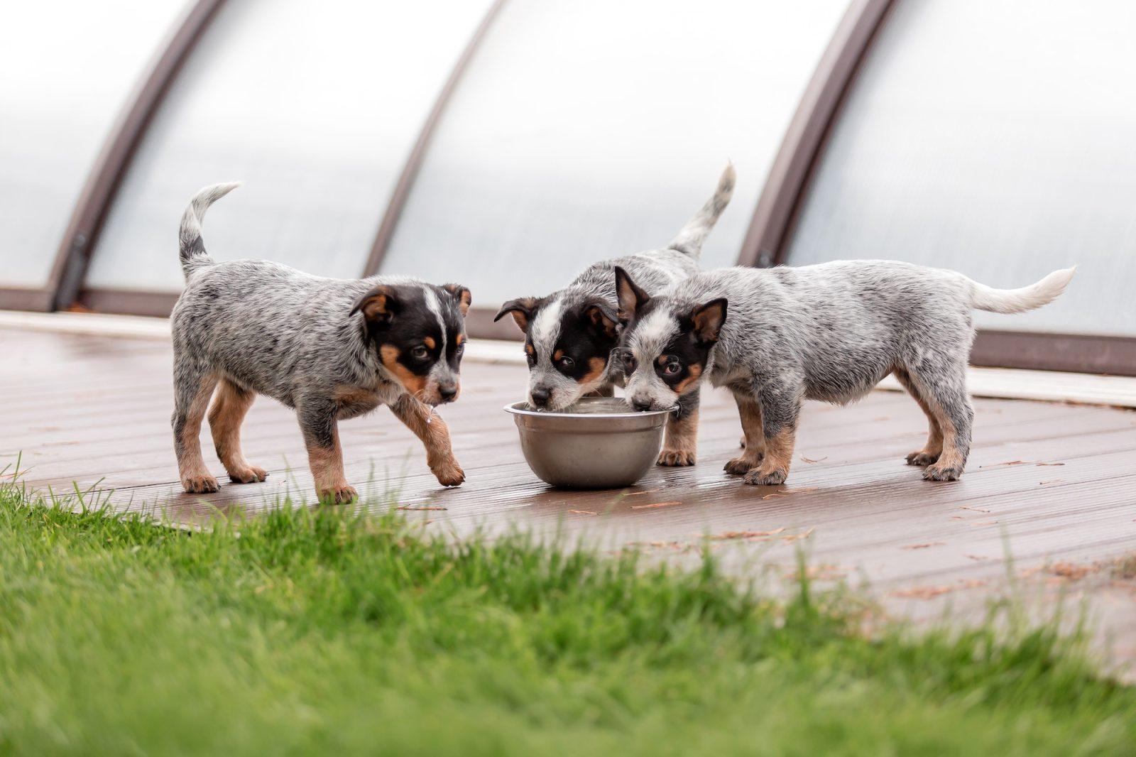 Keep Puppy From Runing Away