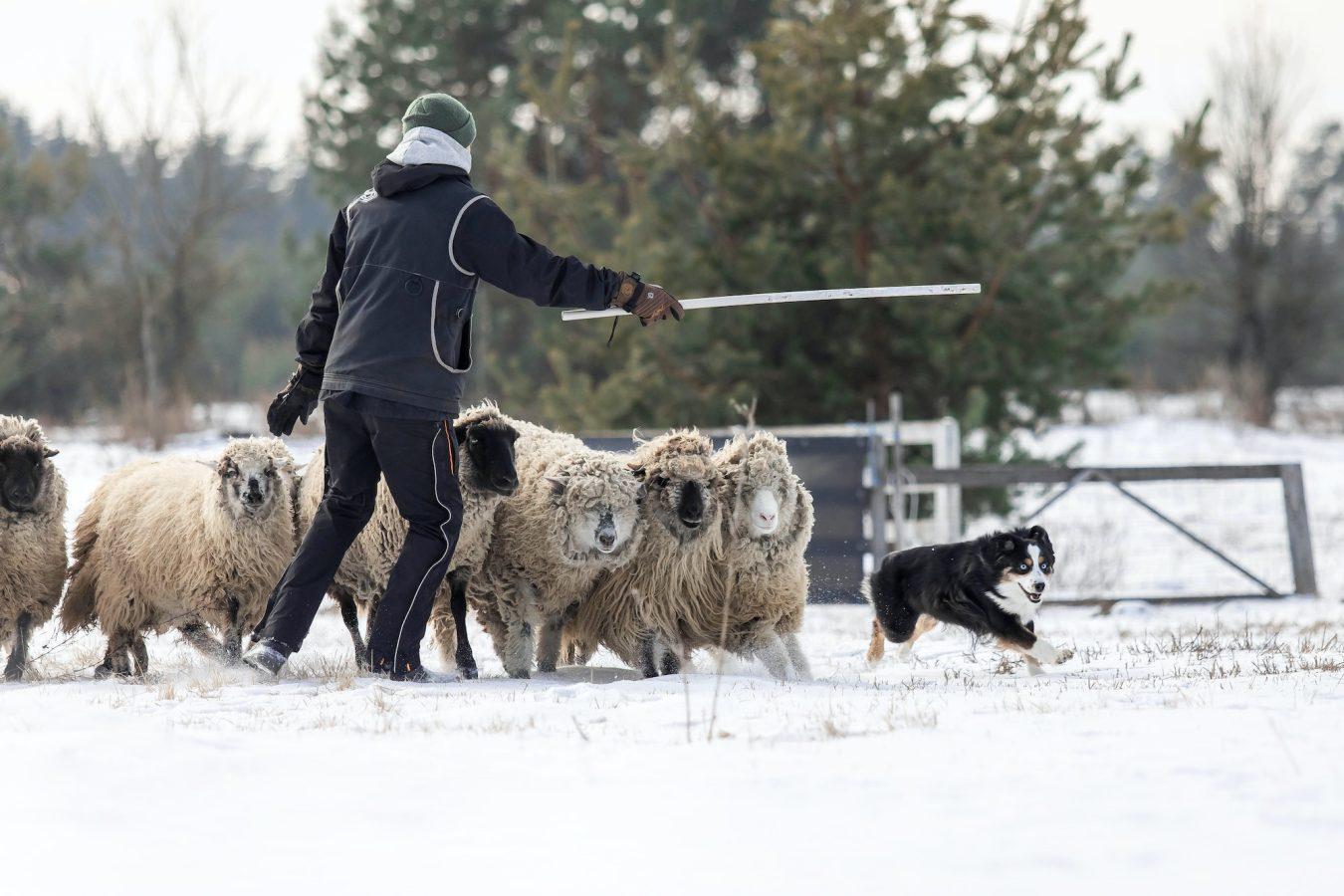 Australian Shepherd Dog herding a group of sheep. Dog breed's working ability. Working dog