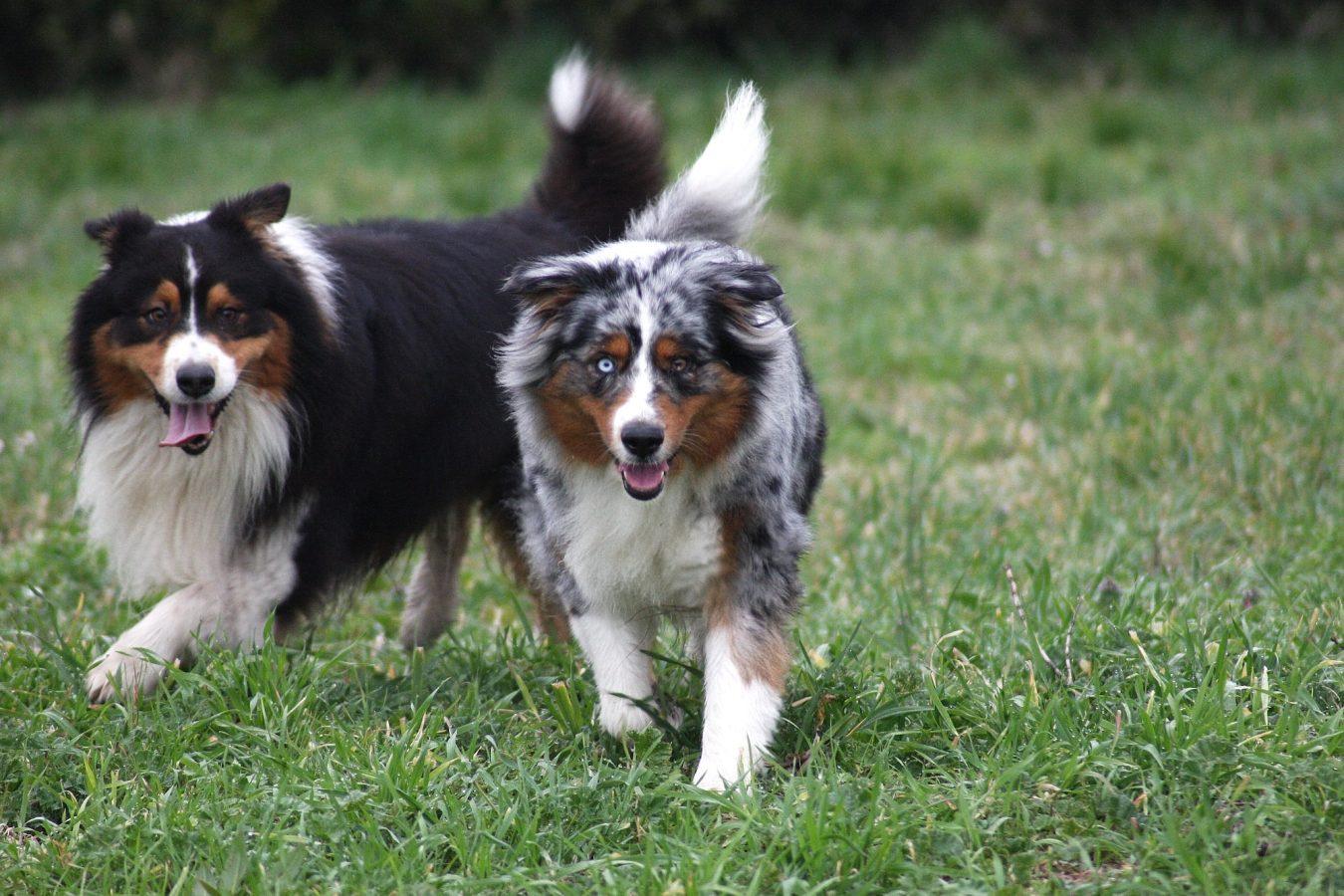 Australian Shepherd dog Merle and tricolor