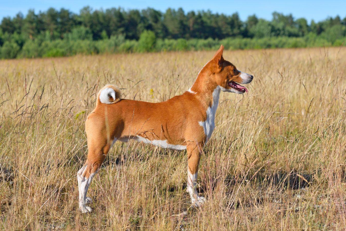 Basenji Dog Breed Information You Must Know 3 Basenji or African Bush Dog