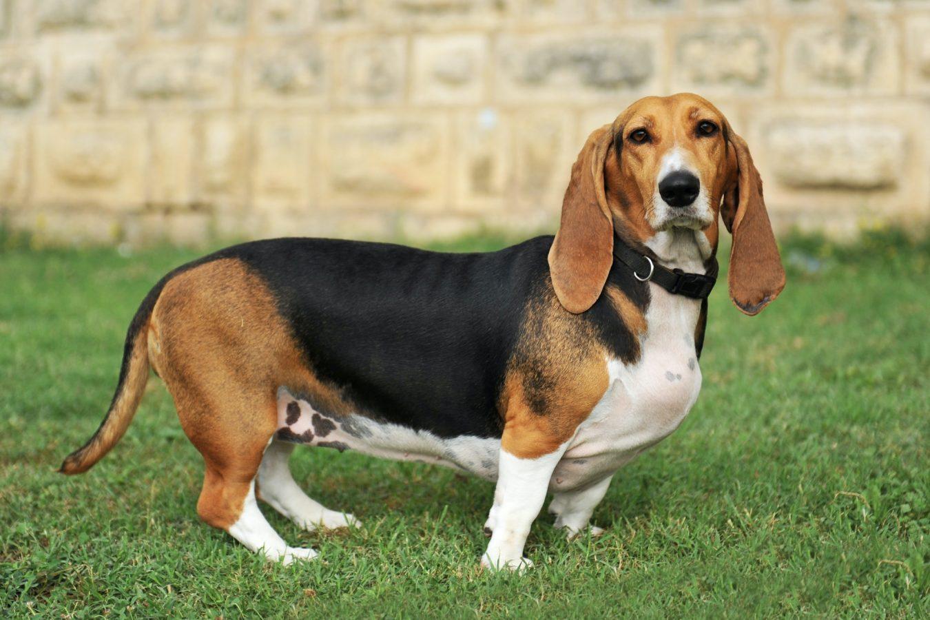 Now Bring in the Scent Hounds 9 basset artesien