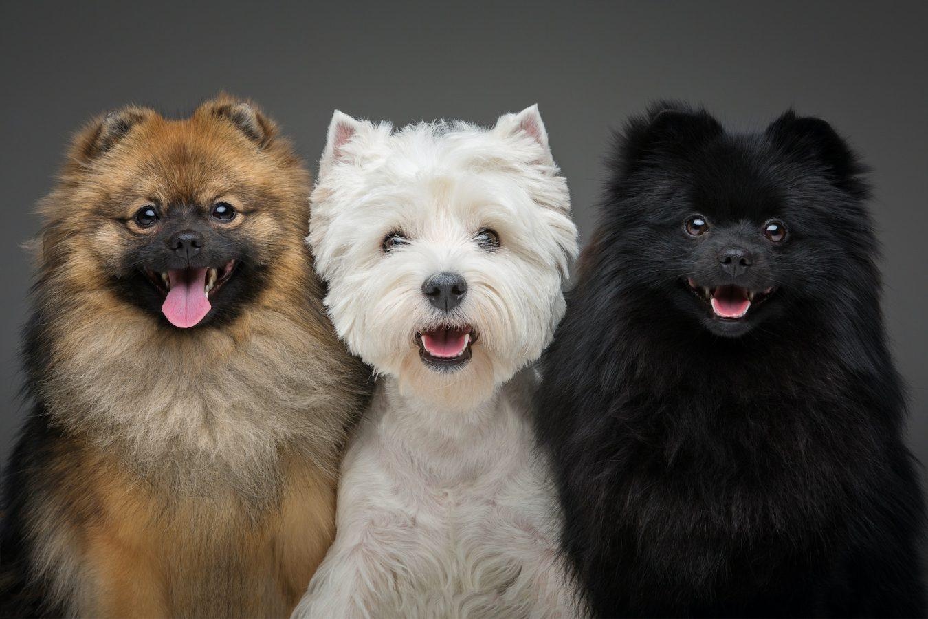beautiful spitz dogs on grey background