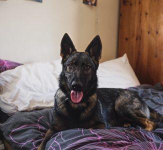Belgian Malinois: The Ultimate Working Companion 6 Belgian Malinois