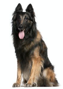 Belgian Tervuren: Versatile Intelligent Shepherd 8 Belgian Shepherd (Tervuren) (12 years old)