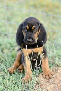 Bloodhound Wins: Best In Show 2022 4 Black and Tan Bloodhound puppy