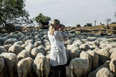 flock of sheep