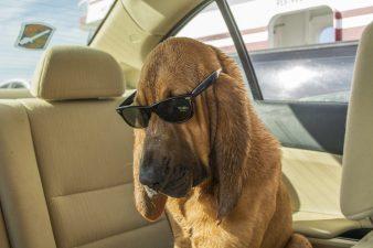 Bloodhound Wins: Best In Show 2022 5 Bloodhound dog wearing sunglasses