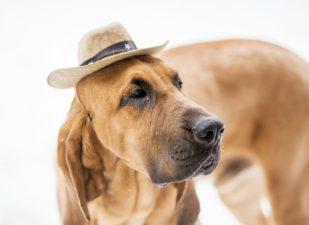 What Breeds Make Excellent Detection Dogs 4 Bloodhound wearing a tiny cowboy hat