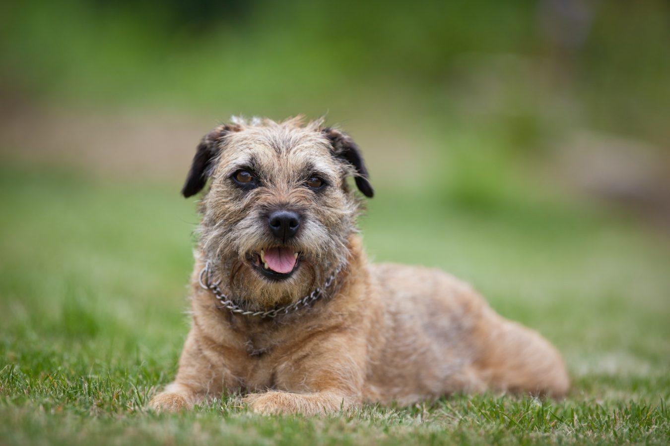 Border Terrier